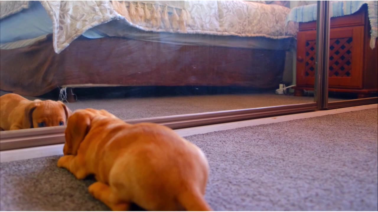 A Dog Fights With His Reflection In The Mirror