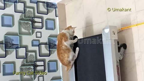 Funny Cats 96-Cats Playing Bucket Ball And Doll