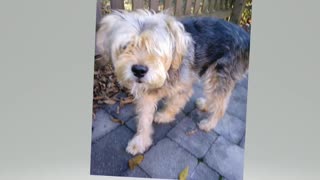 Random Roscoe pic 10-16-25