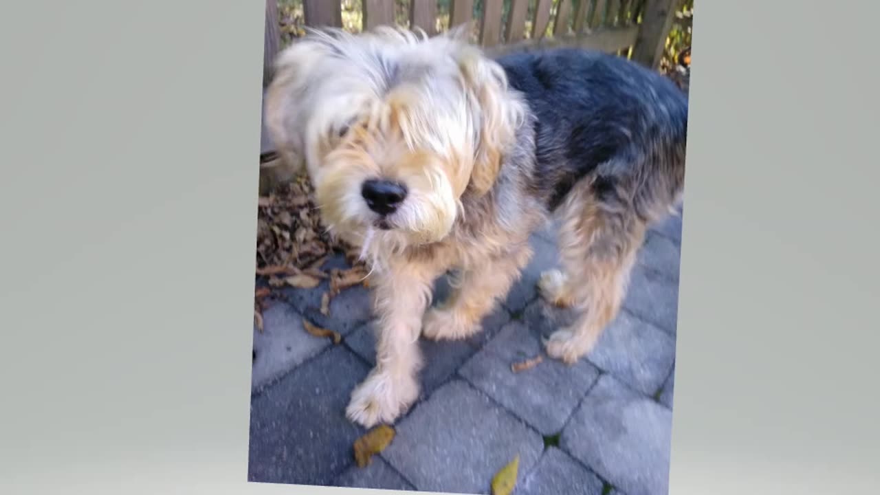 Random Roscoe pic 10-16-25