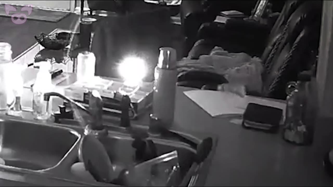 You won't believe what's been caught on camera