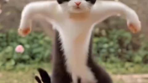 Cat dancing video