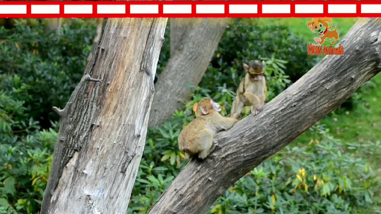 Monkey comedy Videos|Funny Monkey moment 😂😂