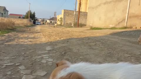 Stray Puppies Fight Over Food Delivered via RC Car