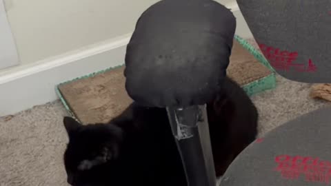 Cute Precious Piper Know How to Do a Loaf - My Adopted Shelter Cat Vlog #shorts