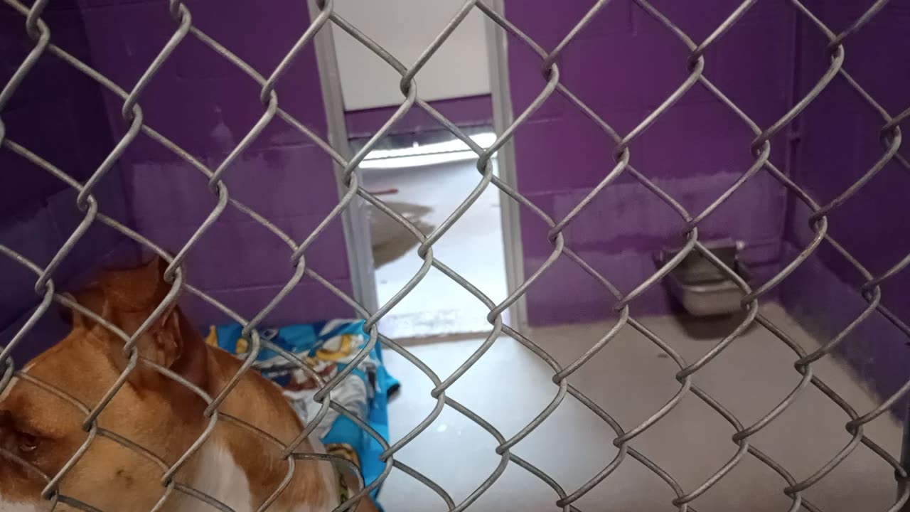 Kuma 1y Pet Id 948375 kennel 24 HSSAZ shelter big excited doggie has tons of love to give20251121926