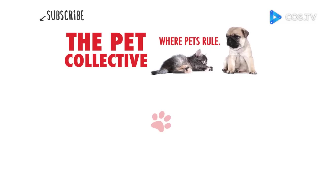 The MOST INSANE Kitten Moments That Will Leave You SPEECHLESS