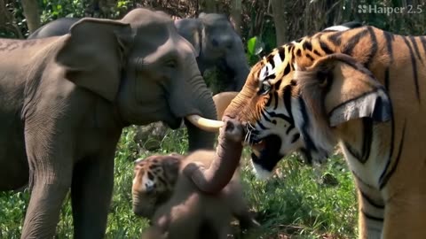 ai video Tiger and elephants