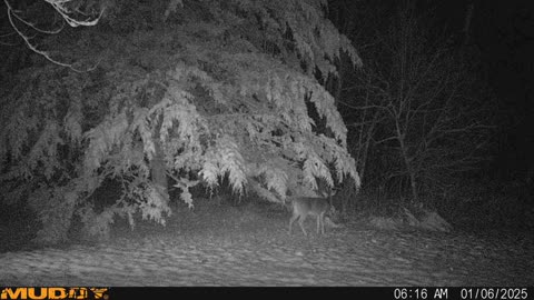 Deer