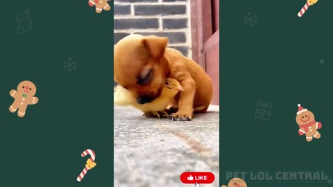Funny Animal Videos 2025 🐶🐦 Dogs vs Birds Compilation | Funniest Animals
