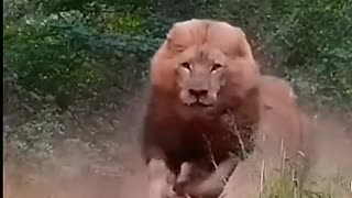 Viral: Big lion #youtubeshorts #discovery #animals #lion #viral #lion #africa #s