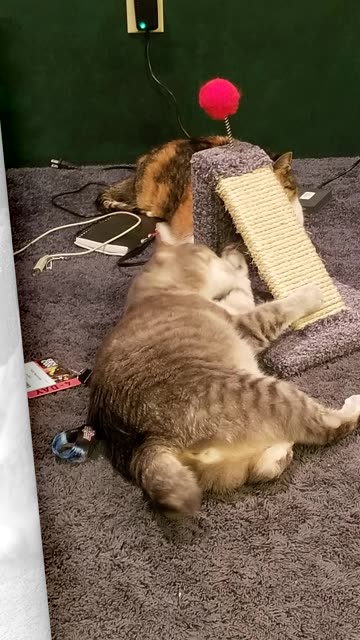 "Portrait of Two Lazy Bums", taken back when we first moved into our Farm house. 😻