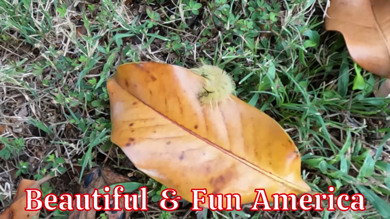 Join Us @ Beautiful & Fun America (links in description box)