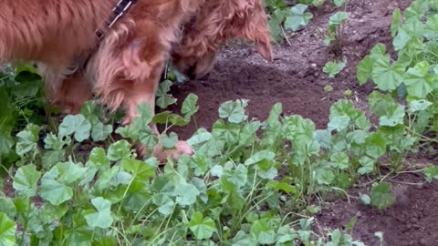 Dog Intently Studies Digging Rodent