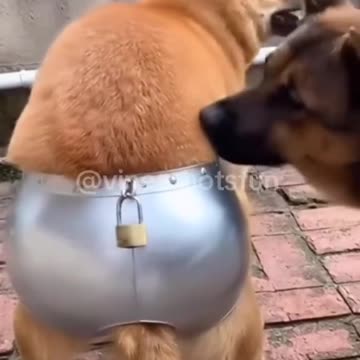 Funny Pets and Humor 😂 🐶🐱✨