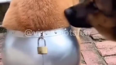 Funny Pets and Humor 😂 🐶🐱✨