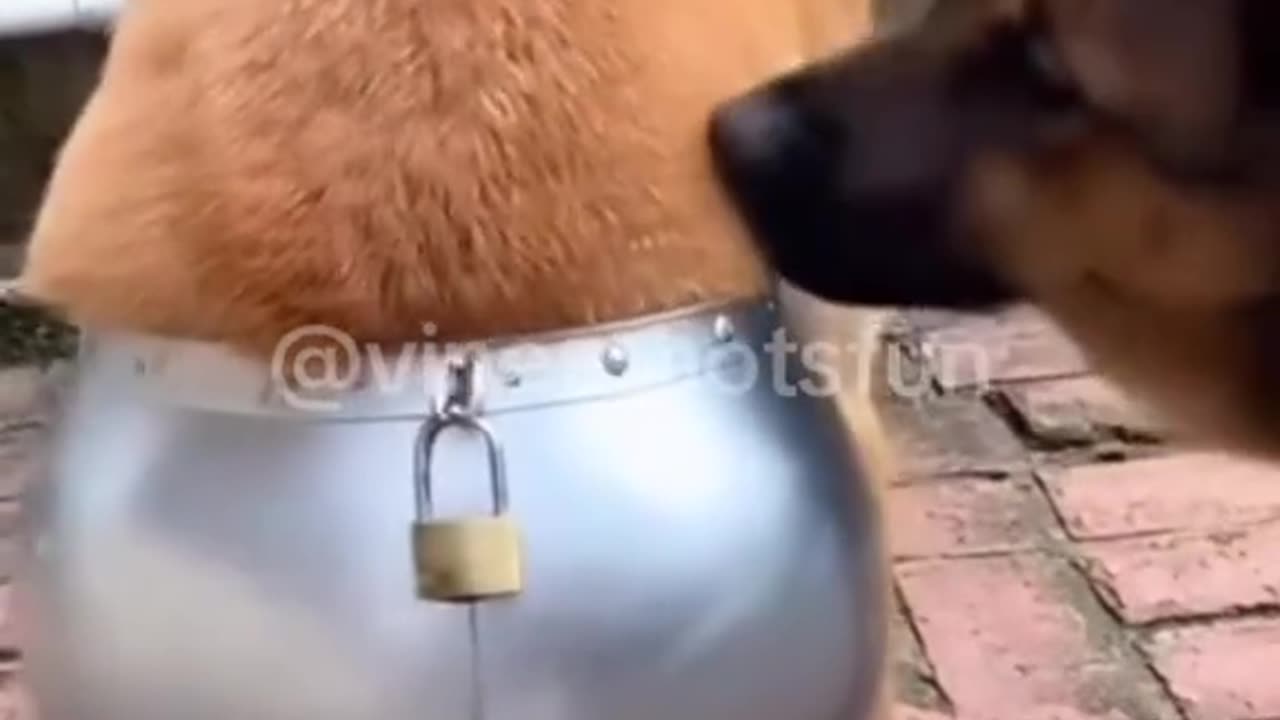 Funny Pets and Humor 😂 🐶🐱✨