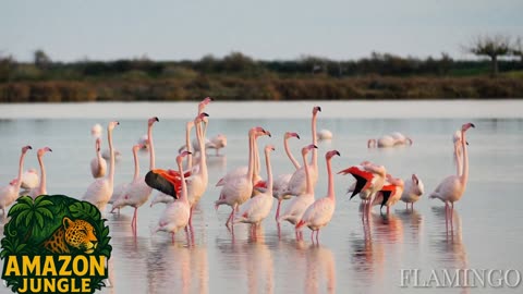 Flamingo – The Elegant Dancer of Nature 🌸🦩 | Exotic Bird Beauty