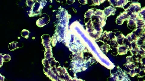 🔴 Reclaim our Terrain 🔴