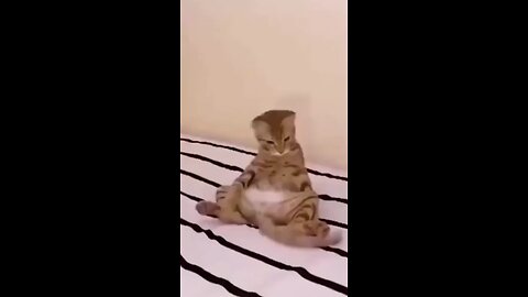 new billi comedy cat comdey joking video cartoon