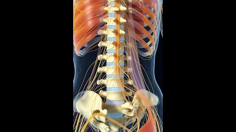 Spinal cord 3D animation #3dmedico