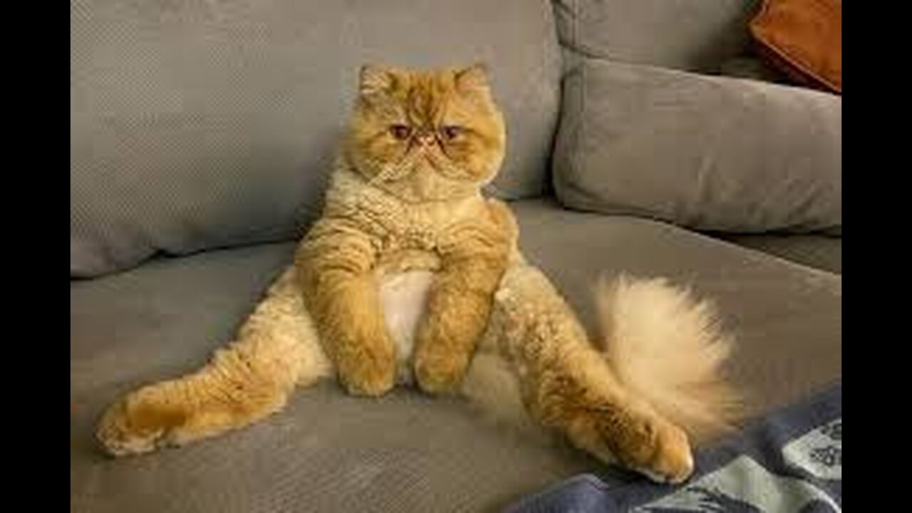 Funny and Cute Cats Collection - Part 18