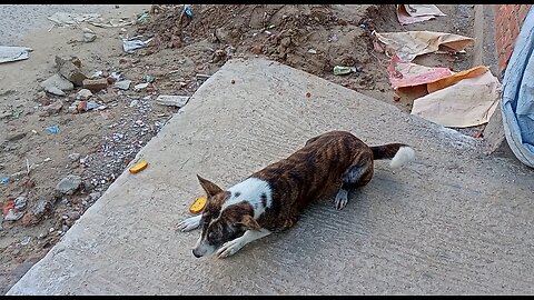Mithu, a street dog, having snacks.