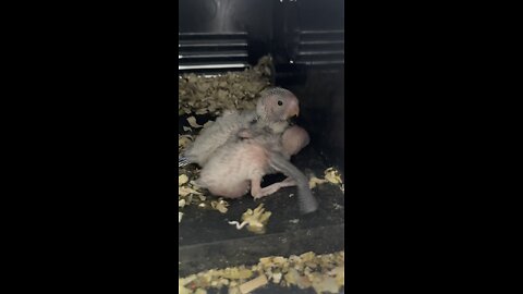 Baby Budgies in the Nest