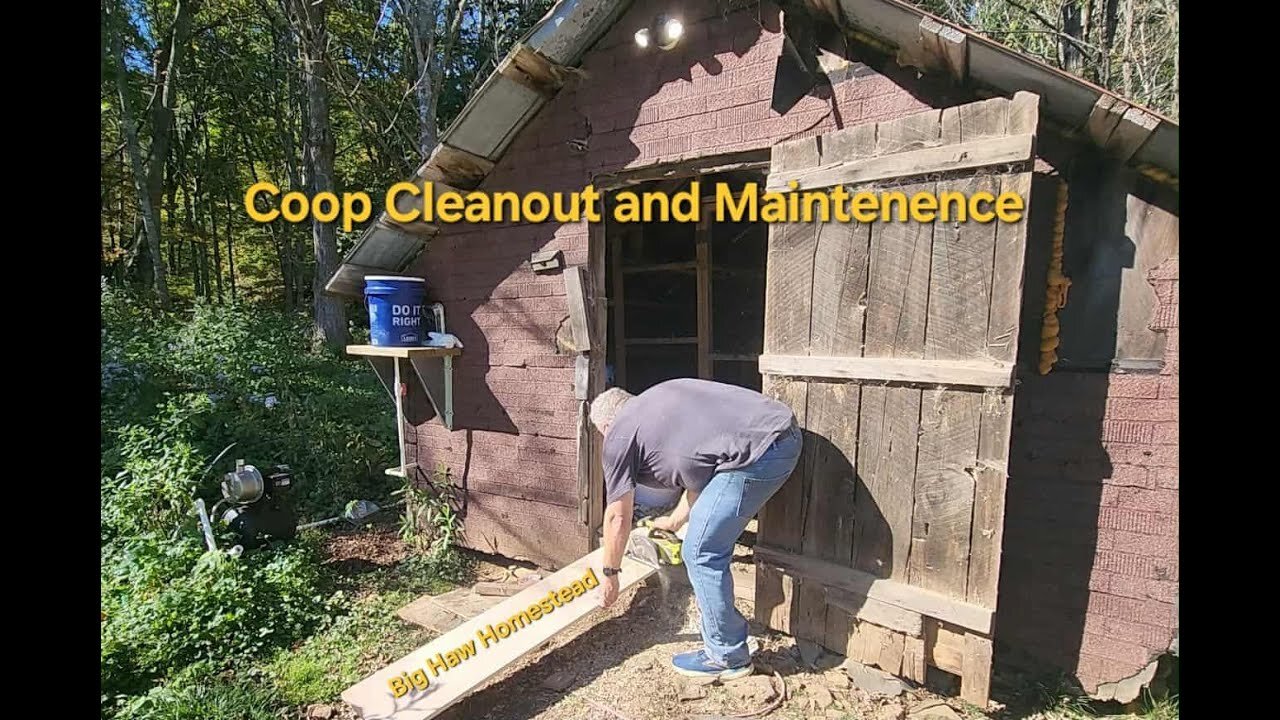 Coop Cleanout and Maintenance