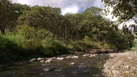 Beautiful forest