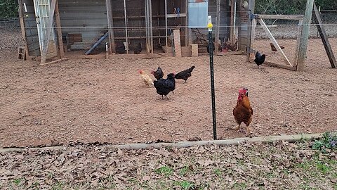 Checking on the Raised Bed Garden. Too early?