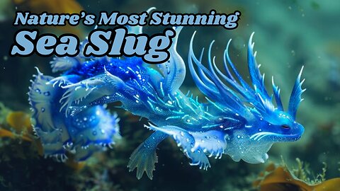 Dive into the World of the Blue Dragon: The Stunning Sea Slug! | #animals #facts #viral