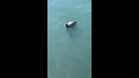 Coot #coot #swimming #foryoupage #viral #trending #shorts