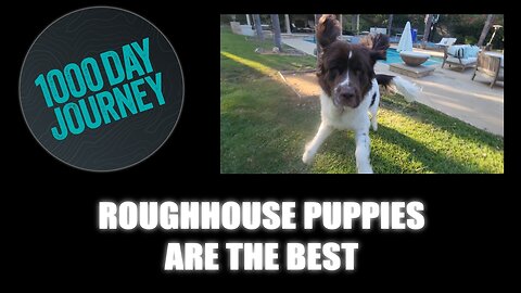 1000 Day Journey 0803 Roughhouse Puppies are the Best