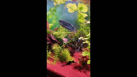 hahhaha... like a fish rare...