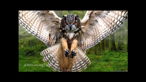 BREATHTAKING Wild Owl Footage ● NO A.I. ● Moonlit Sonata 🌹🦉