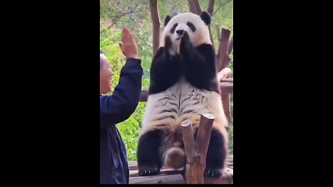 Mr. Panda Having Some Adorable Movements 😍 💕