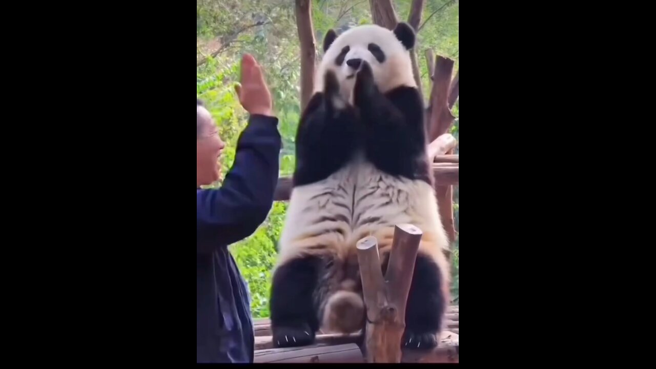 Mr. Panda Having Some Adorable Movements 😍 💕
