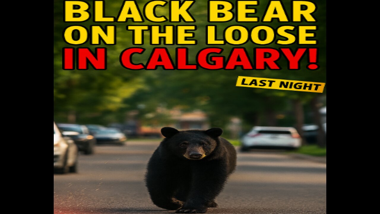 “Wild Encounter: Black Bear Wanders Through Calgary Streets”