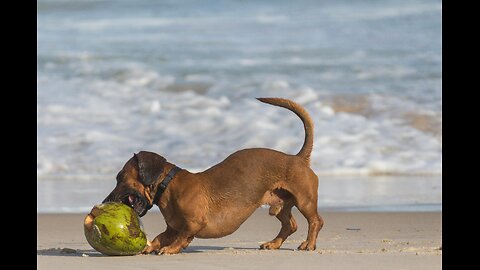 A Series of Short Dogumentaries : The Dachshund