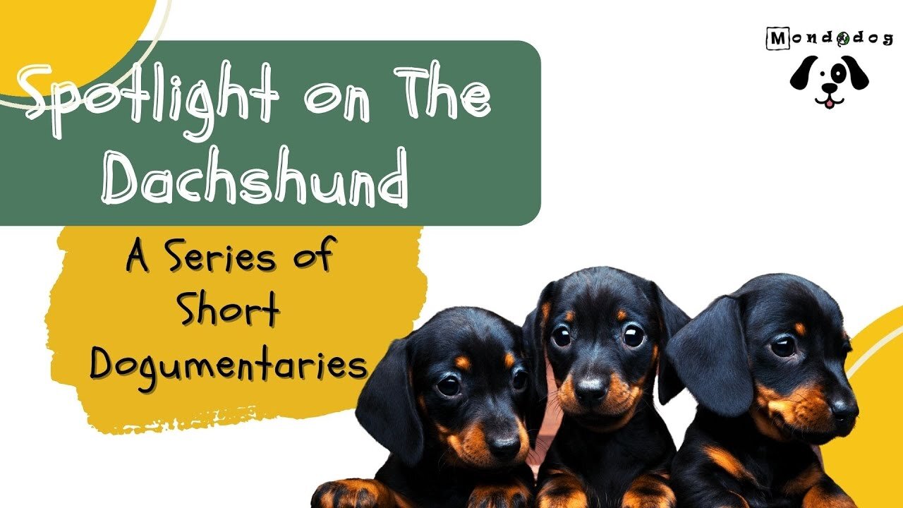 A Series of Short Dogumentaries : The Dachshund