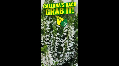 Calluna Heather Is Back — Here’s Why You’ll Love It