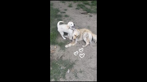 Have a NiCe DaY🐶🐶 #dogs #love #puppy #reels #shorts