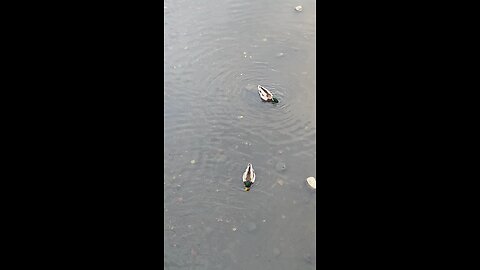 Mallard Ducks 🦆 #mallardducks #ducks #duck #shorts #viral #trending #followme #swimming