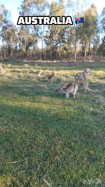 Australian kangaroos