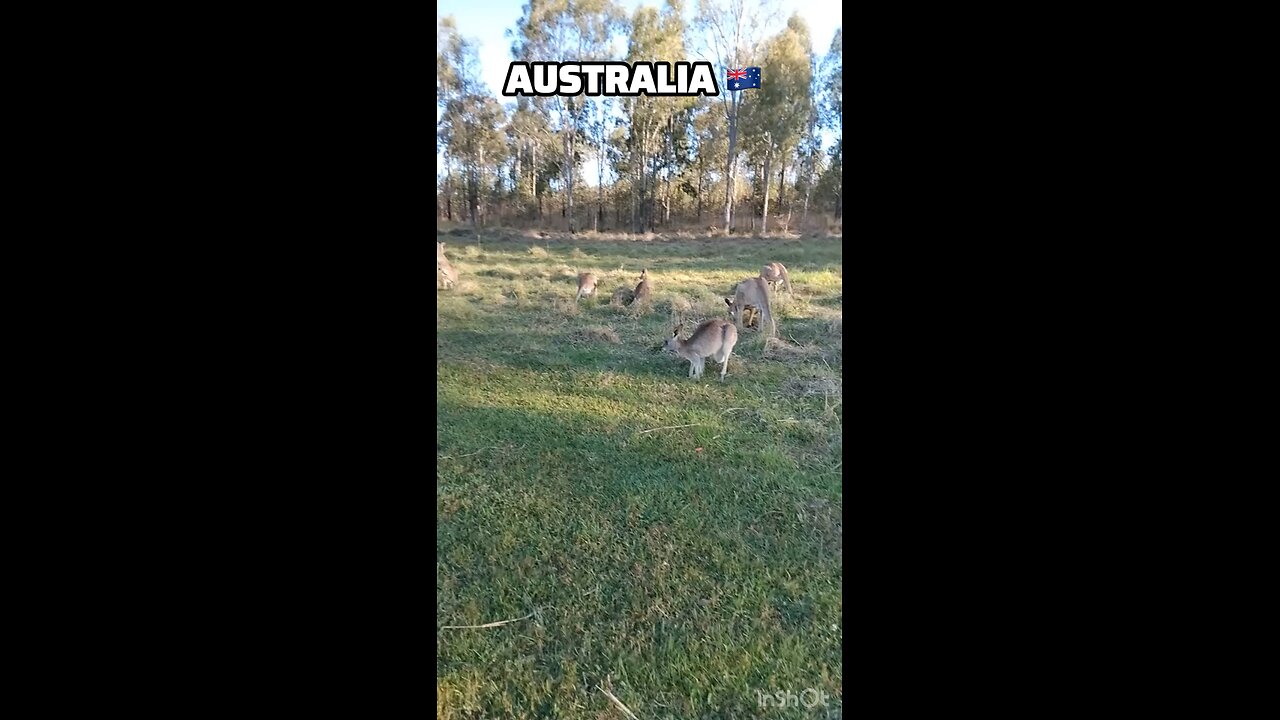 Australian kangaroos