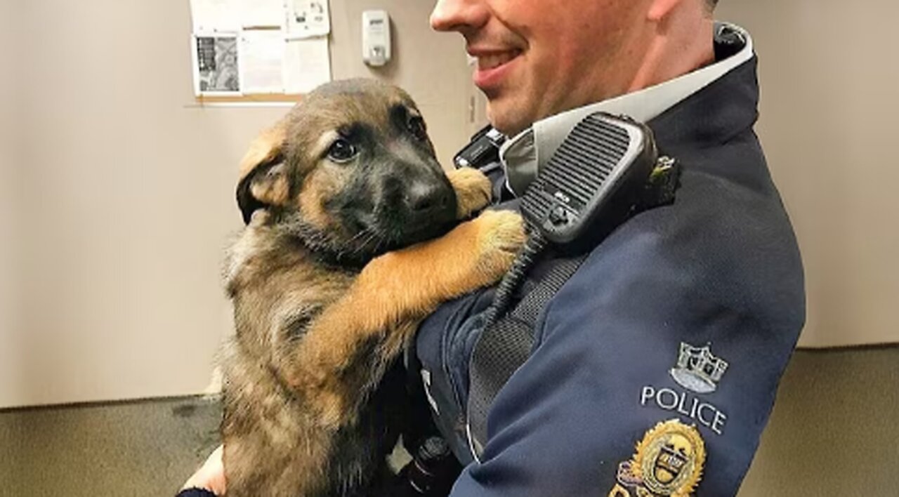 When A Police Dog’s First Day On The Job 😁 Funny Dog Videos