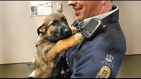 When A Police Dog’s First Day On The Job 😁 Funny Dog Videos