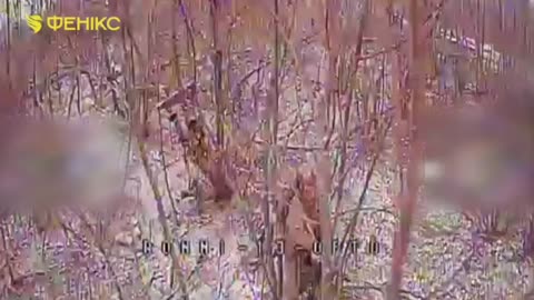 Destruction of Russian vehicles and infantry in the Dobropillya area by UAV operators of Phoenix