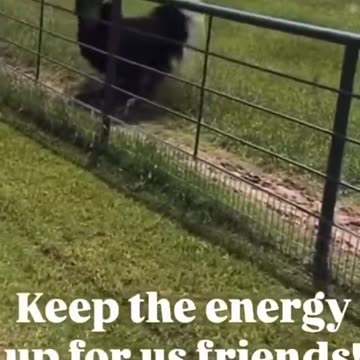 Universal Ostrich Farms - How could you not fall in love with these beauties?